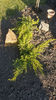 juniperus "old gold"