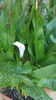 zantedeschia mix