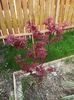 acer palmatum skeeters broom