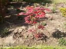 acer palmatuum bloodgood