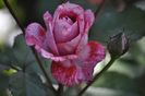 _DSC0191