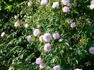 Paul's Himalayan Musk