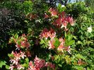 azalea Chanel