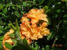 azalea Csardas
