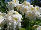 azalea Schneegold