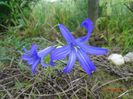 triteleia Royal Blue - singura care a mai rasarit anul asta
