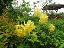 azalea Goldtopas