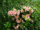 azalea NN
