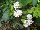 spiraea Gold Fountain