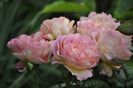 _DSC0520