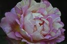 _DSC0017