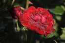 _DSC0194
