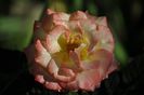_DSC0196