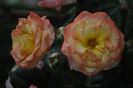 _DSC0093