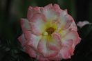_DSC0094