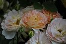 _DSC0105
