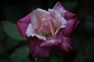 _DSC0122