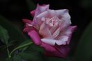 _DSC0126