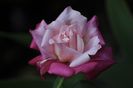_DSC0127