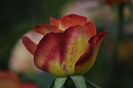 _DSC0304