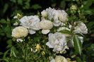 _DSC0333