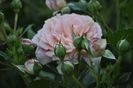 _DSC0396