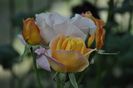 _DSC0461