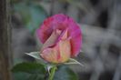 _DSC0043