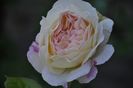 _DSC0053