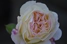 _DSC0055