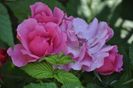 _DSC0062