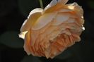 _DSC0068