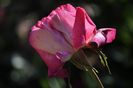 _DSC0071