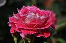_DSC0076