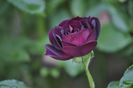 _DSC0199