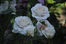 _DSC0214