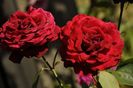 _DSC0231