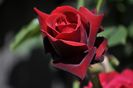 _DSC0245