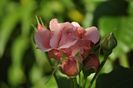 _DSC0344
