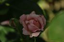 _DSC0346