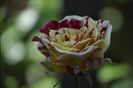 _DSC0387