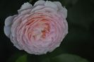 _DSC0479