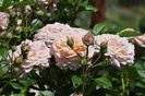 _DSC0580