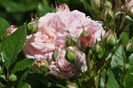 _DSC0585