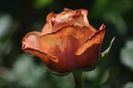 _DSC0596