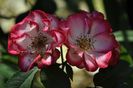 _DSC0598