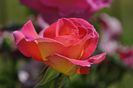 _DSC0619