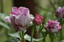 _DSC0624