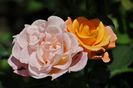 _DSC0631