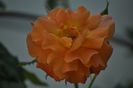 _DSC0661